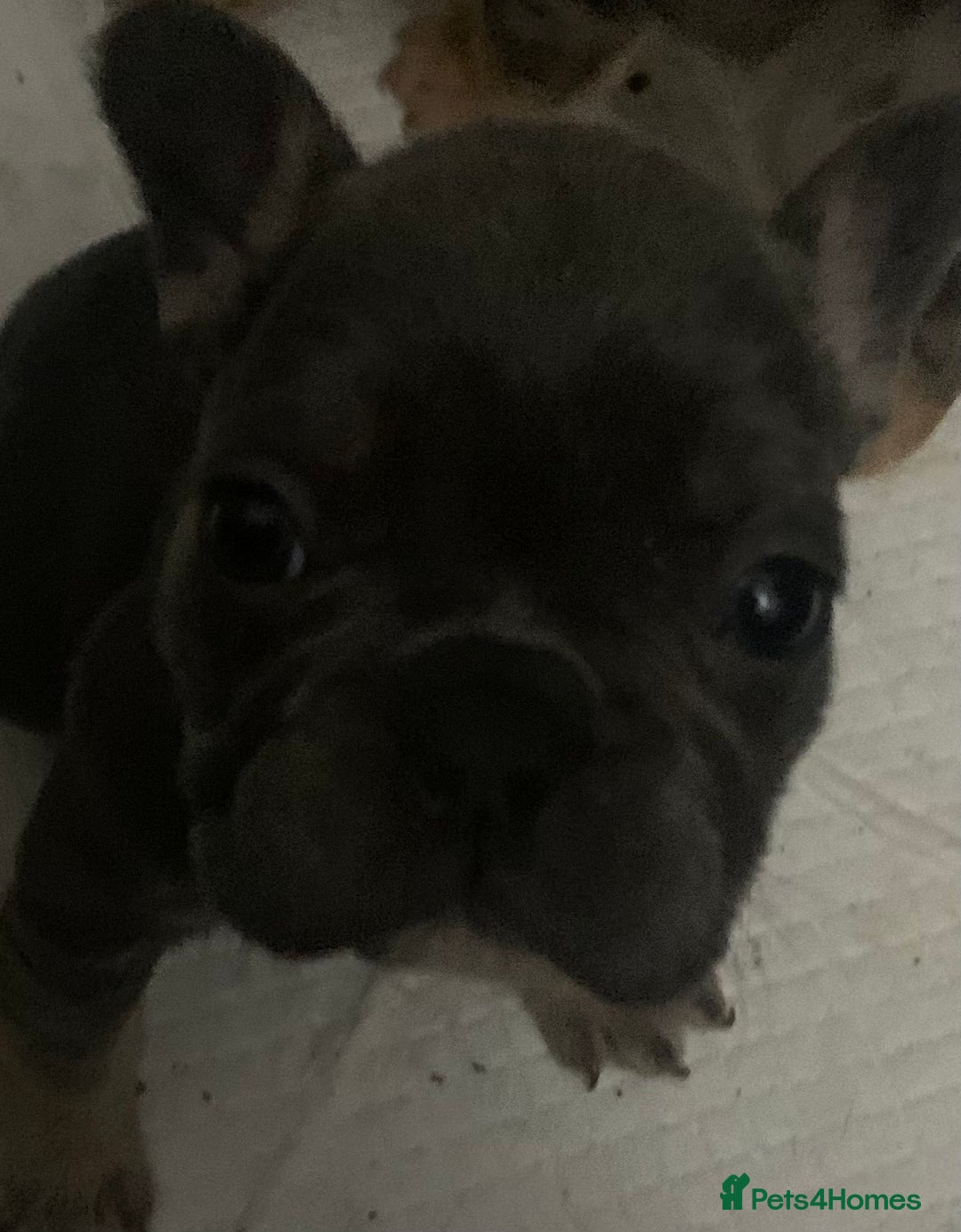 French Bulldog dogs for sale: French bulldogs reduced  ❤️  - Advert 34