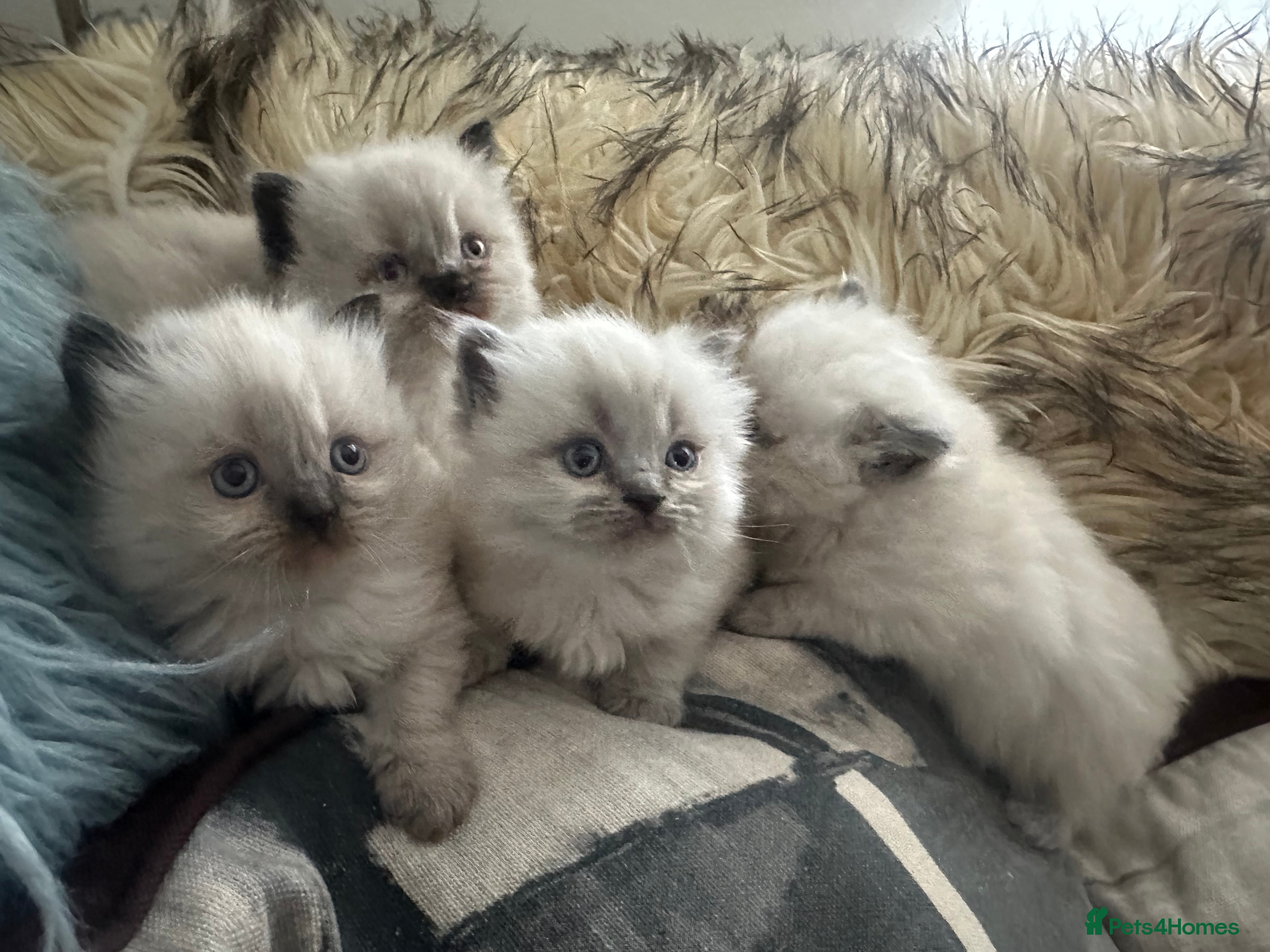 Ragdoll cats 4 beautiful Ragdool kittens - all reserved now - Advert 4