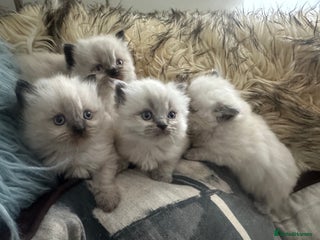 Ragdoll cats 4 beautiful Ragdool kittens available for booking - Advert 2