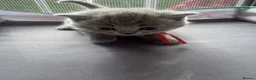 British Shorthair cats for sale: Adorable British Shorthair Kittens 🐾 - Advert 2