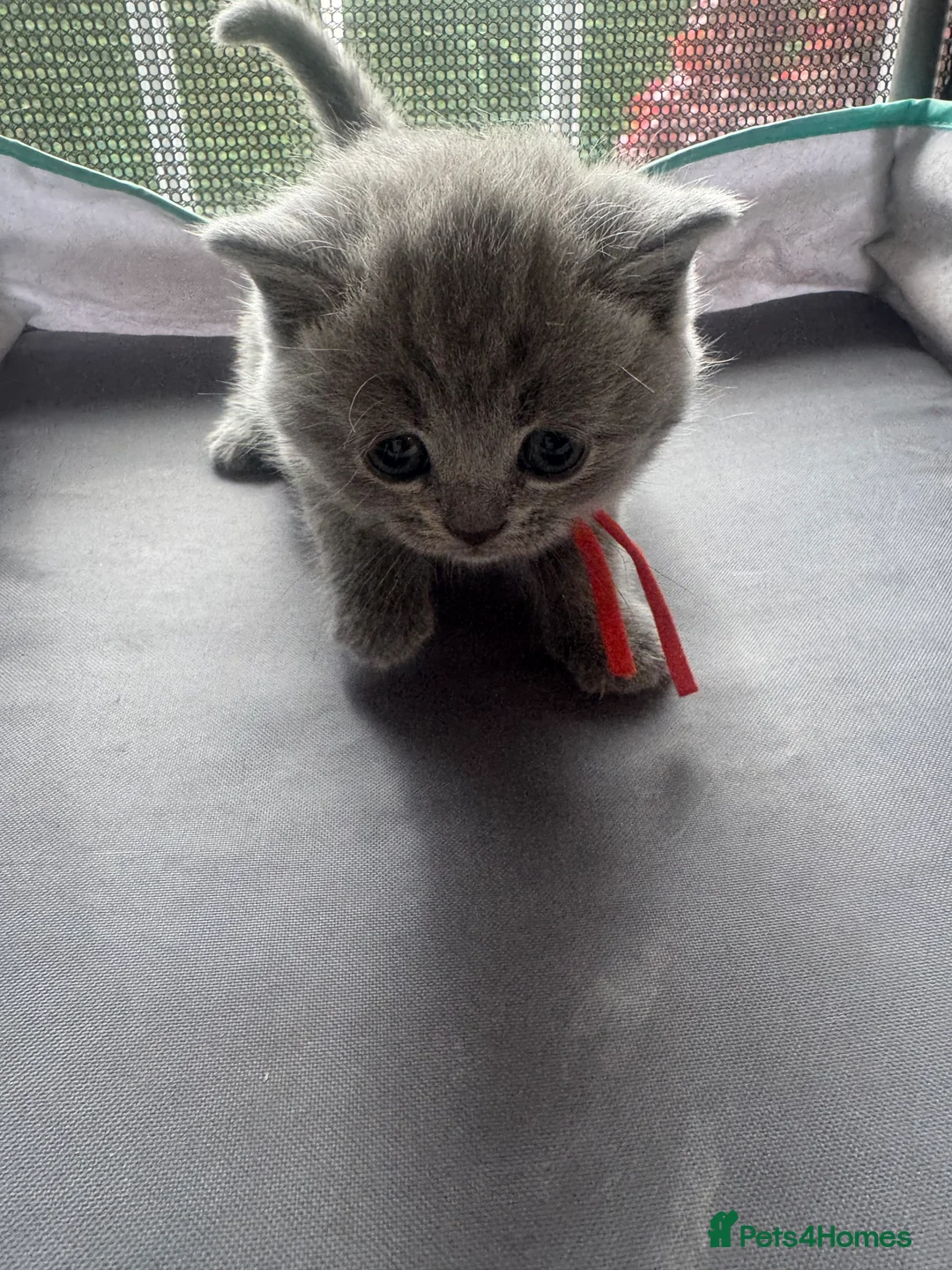British Shorthair cats for sale: Adorable British Shorthair Kittens 🐾 - Advert 2