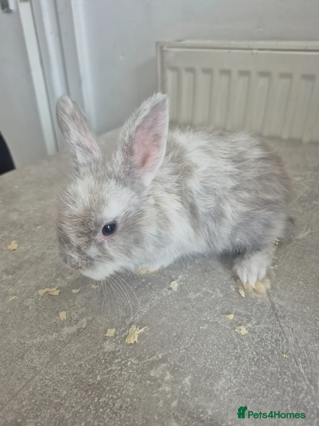 Mixed Breed rabbits for sale: Baby rabbits  - Advert 2
