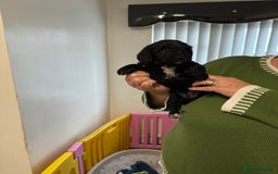 Cockapoo dogs for sale: ready now F1 cockerpoos - Image 10