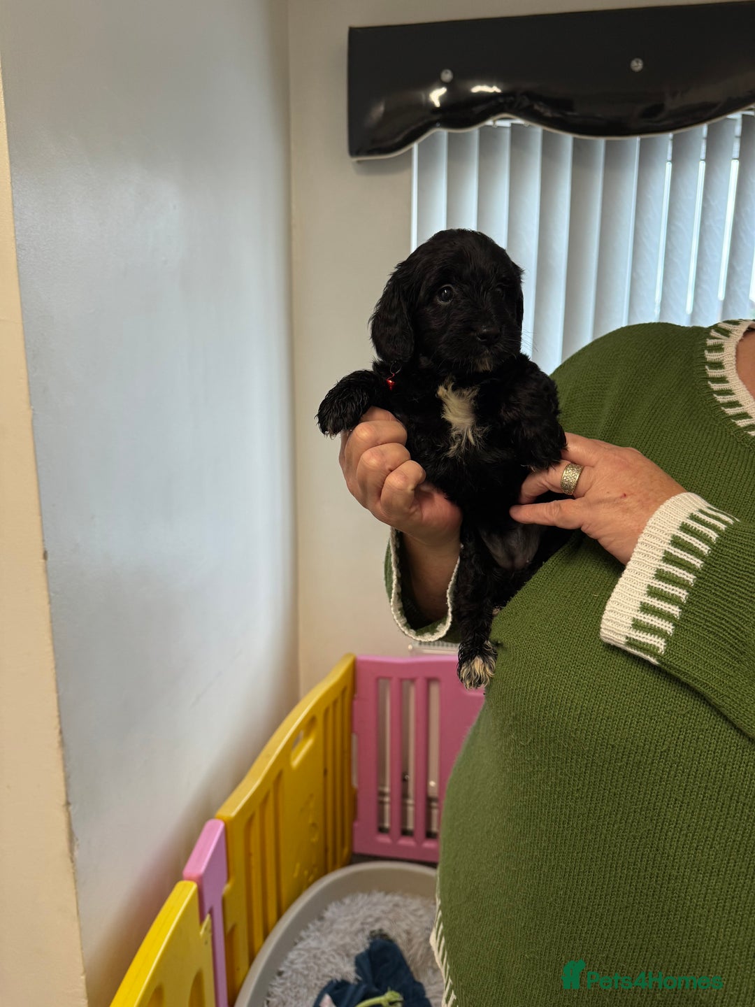 Cockapoo dogs for sale: ready now F1 cockerpoos - Image 10