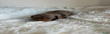 Miniature Dachshund 1