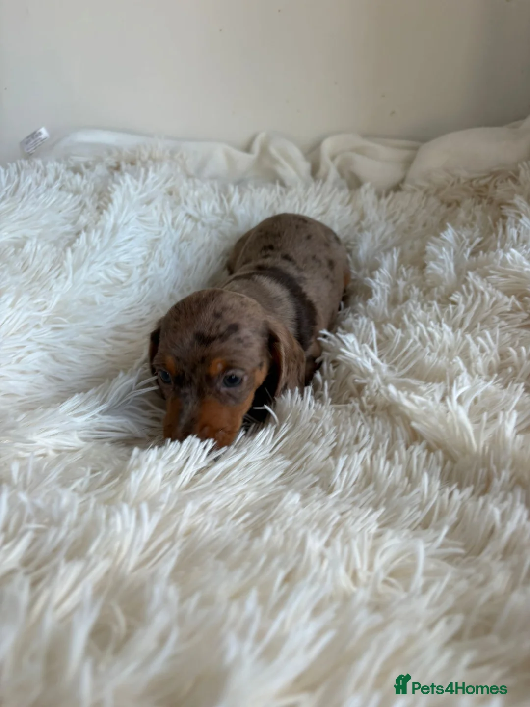 Miniature Dachshund dogs for sale: Stunning litter of miniature dachshund pups  - Advert 8