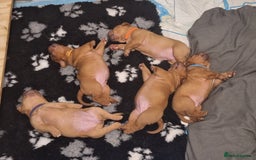 Dogue De Bordeaux dogs for sale: Dogue De Bordeaux Puppies-Champion Bloodlines - Image 5