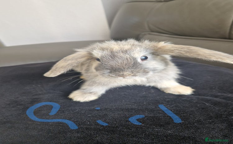 Mini Lion Lop rabbits - Advert 4