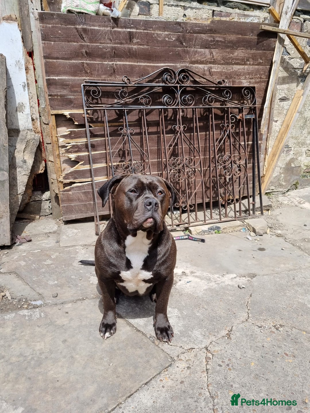 Mixed Breed dogs for sale: Free to good home female - Image 3