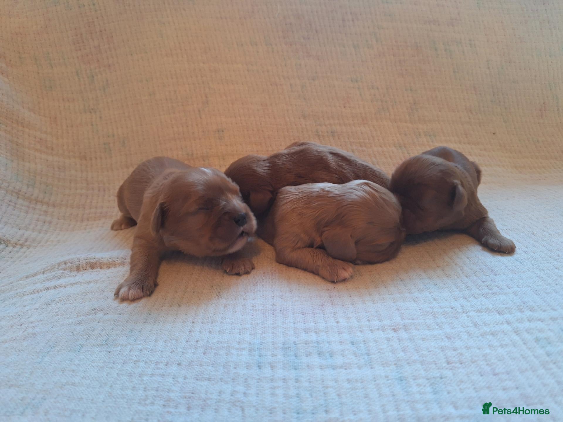 Cavalier King Charles Spaniel dogs KC,  Health Tested from Champion bloodlines  - Advert 2