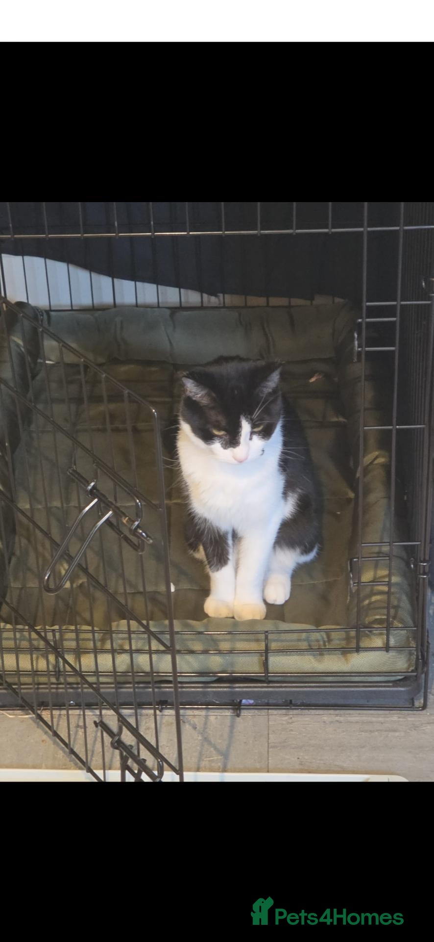 Domestic Shorthair cats for sale: Kittens - Advert 11