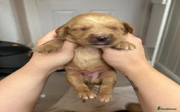 Springador dogs for sale: 3/4 Labrador (Springador x Labrador) Pups for Sale - Image 26
