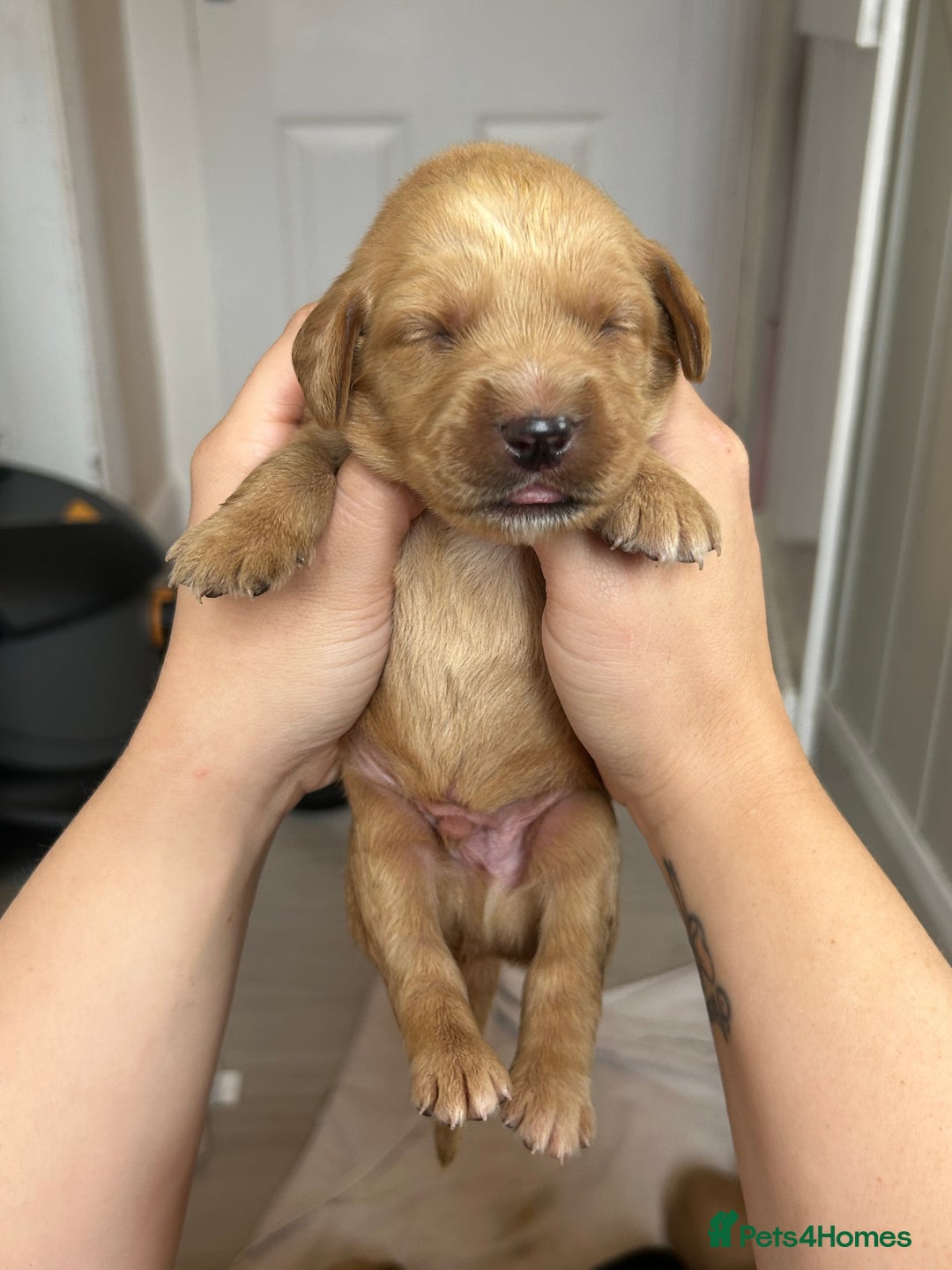 Springador dogs for sale: 3/4 Labrador (Springador x Labrador) Pups for Sale - Image 26