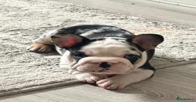 French Bulldog dogs - Advert 15