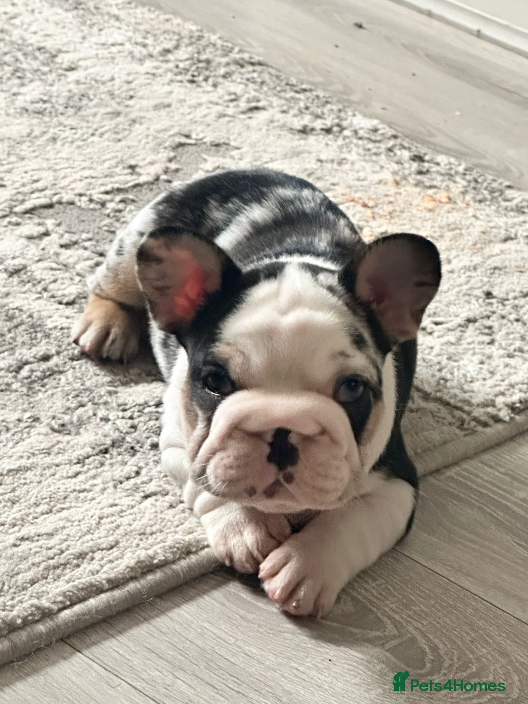 French Bulldog dogs for sale: Beautiful boys excellent quality - Image 3