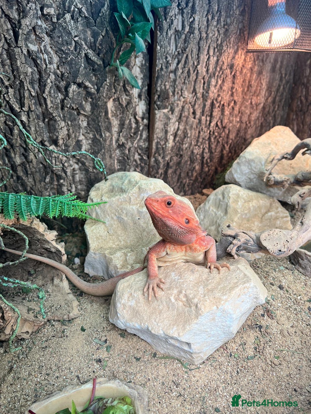 Bearded Dragon reptiles for sale: Red Bearded Dragon & full set up - Image 4