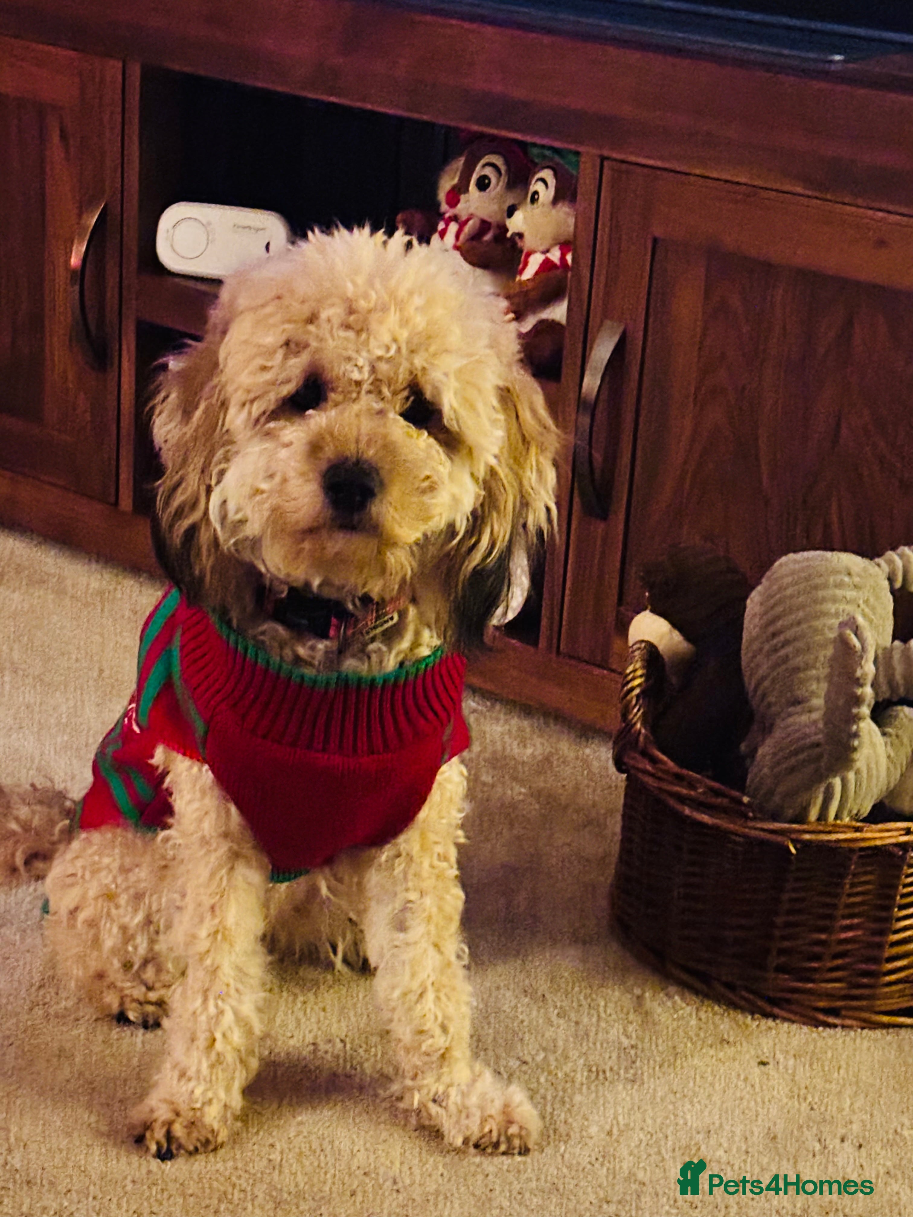 Cockapoo dogs Beautiful f2 cockapoos puppies 5 girls 3 boys  - Advert 4