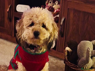 Cockapoo dogs Beautiful f2 cockapoos puppies 5 girls 3 boys - Advert 3