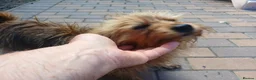 Mixed Breed dogs for adoption: 🐾💛 ARISA – The Little Dog Nobody Stopped For💛🐾 - Advert 8