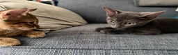 Mixed Breed cats for sale: 🐾 Gorgeous Furry Sphynx Cross Kittens 🐾 - Advert 3