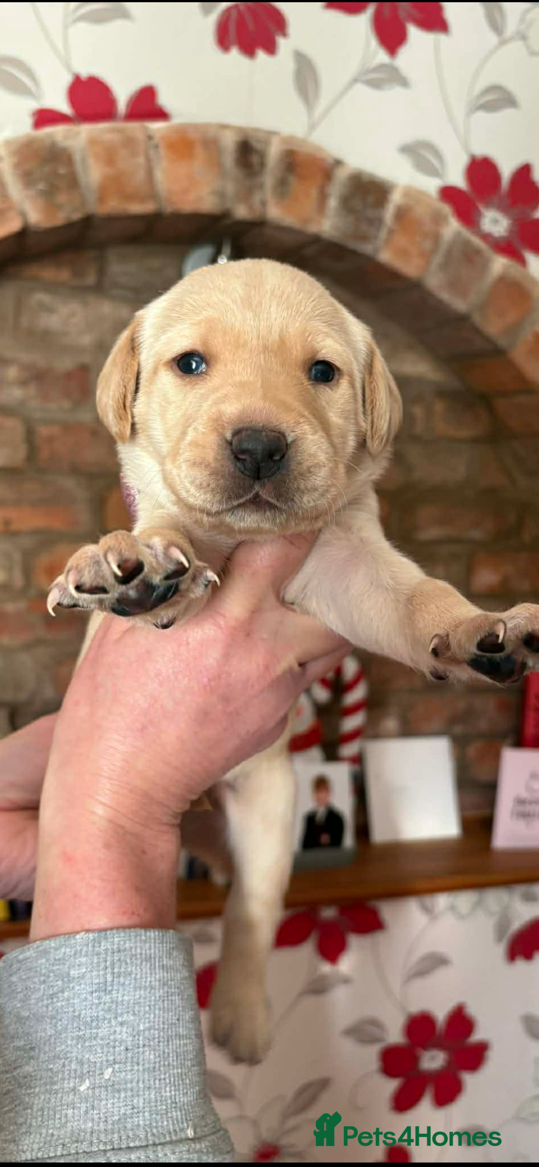 Labrador Retriever dogs for sale: Labrador puppies for sale  - Advert 9