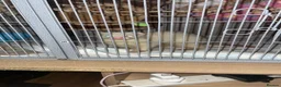 Ferret rodents for sale: beautiful ferret  in Nottingham - Advert 1