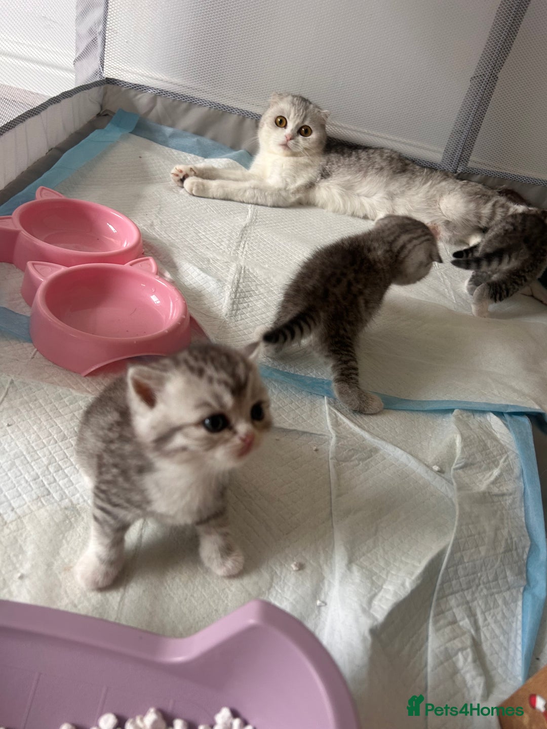 Scottish Fold cats for sale: Scottish fold and straights - Image 12