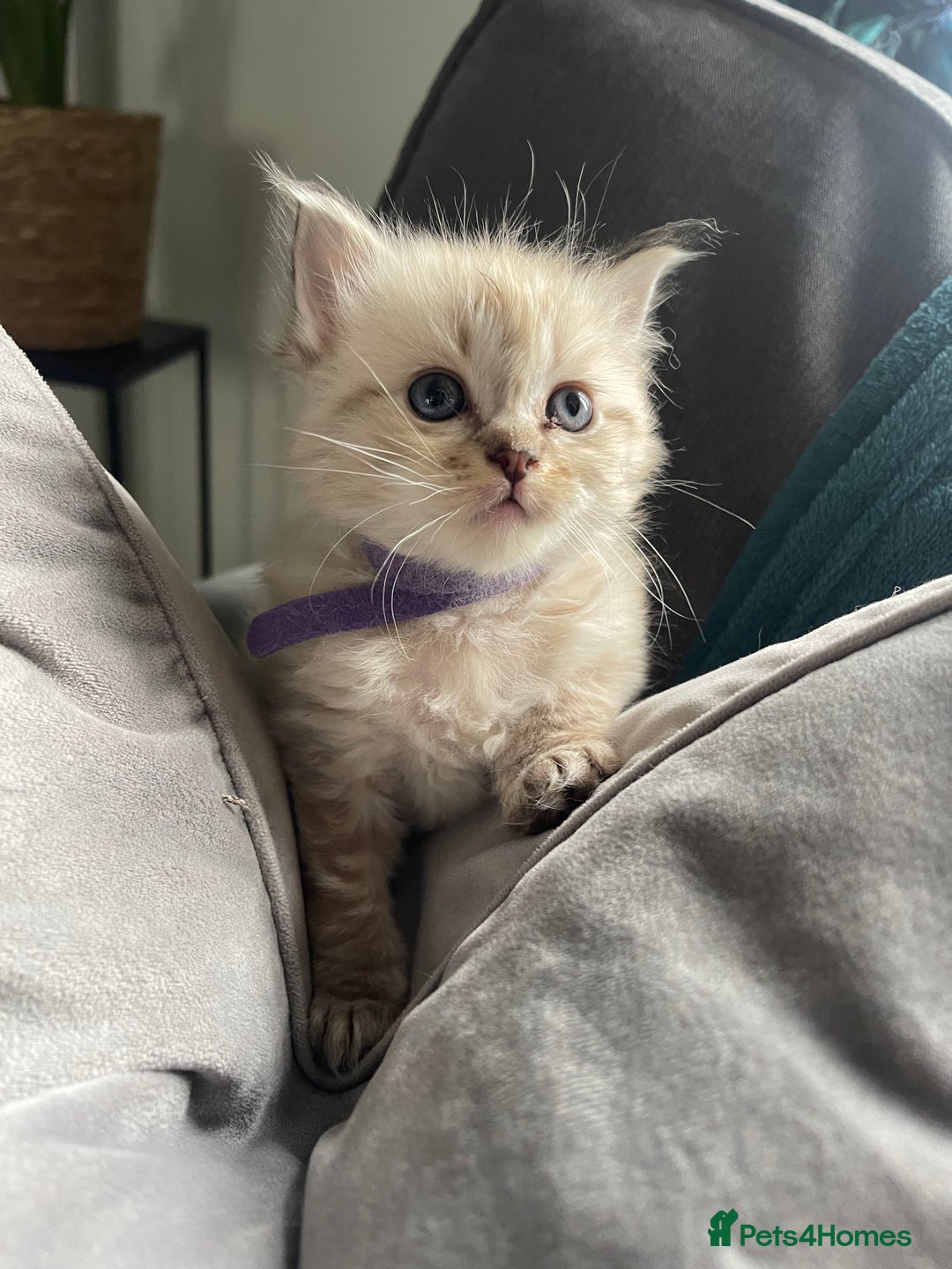 Ragdoll cats for sale: 💫Pedigree Cherubim Ragdolls💫 - Advert 17