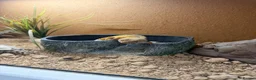 Gecko reptiles for sale: 4.5 year old leopard gecko  - Advert 1