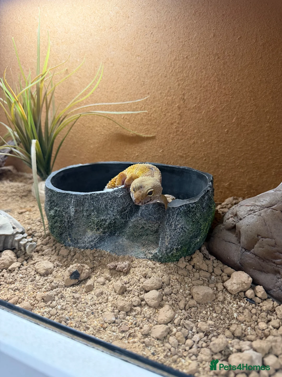 Gecko reptiles for sale: 4.5 year old leopard gecko  - Advert 1