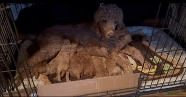 Goldendoodle dogs GOLDEN DOODLE PUPPIES AVAILABLE  - Advert 9