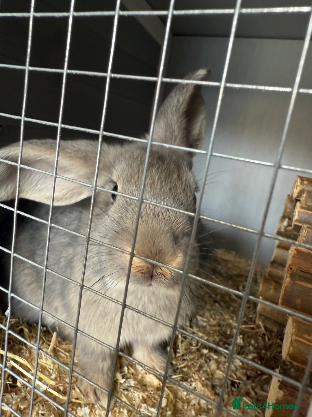 Beveren rabbits for sale: 2 female rabbits and hutch with accessories  - Image 3