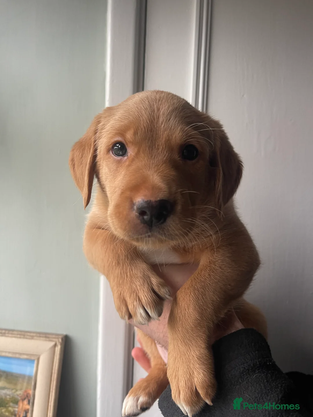 Mixed Breed dogs for sale: Labrador Retriever x Podenco Puppies - Advert 15