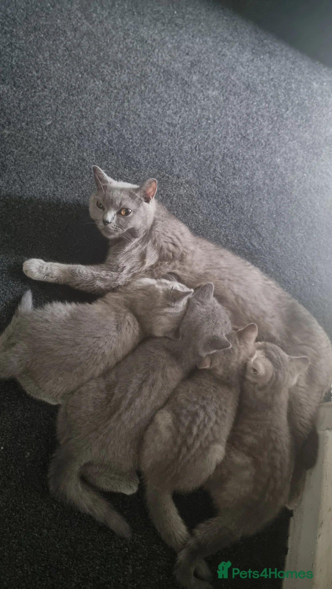 British Shorthair cats for sale: Spookie - Advert 2