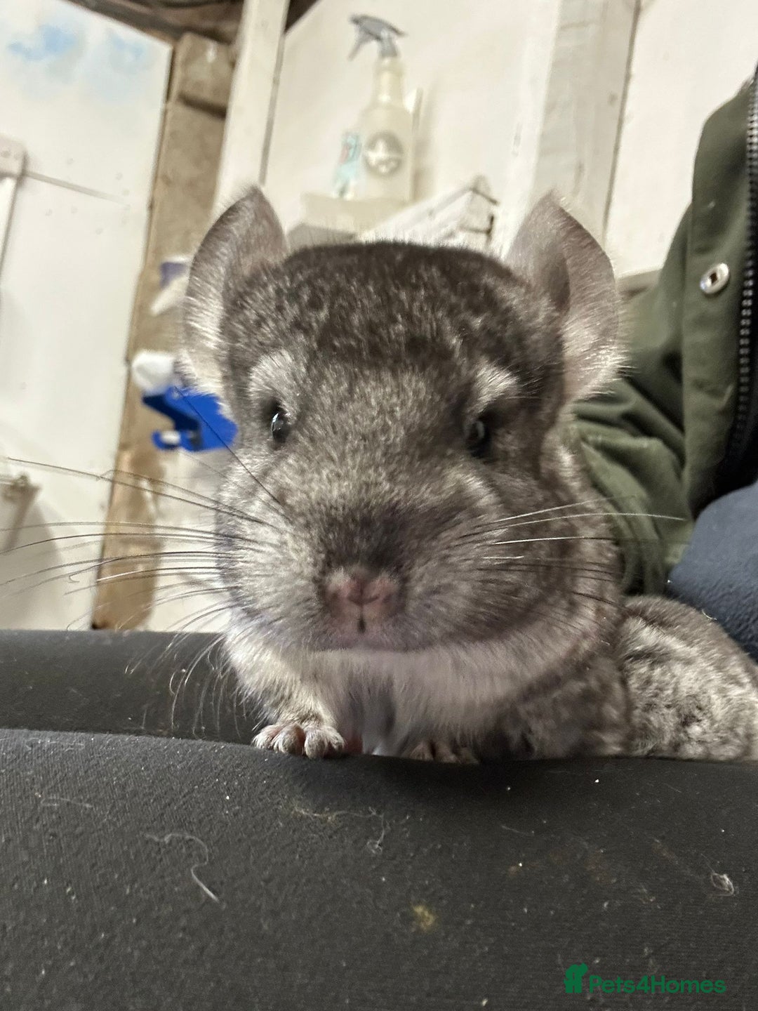 Chinchilla rodents for sale: Gorgeous baby chinchilla - Advert 2