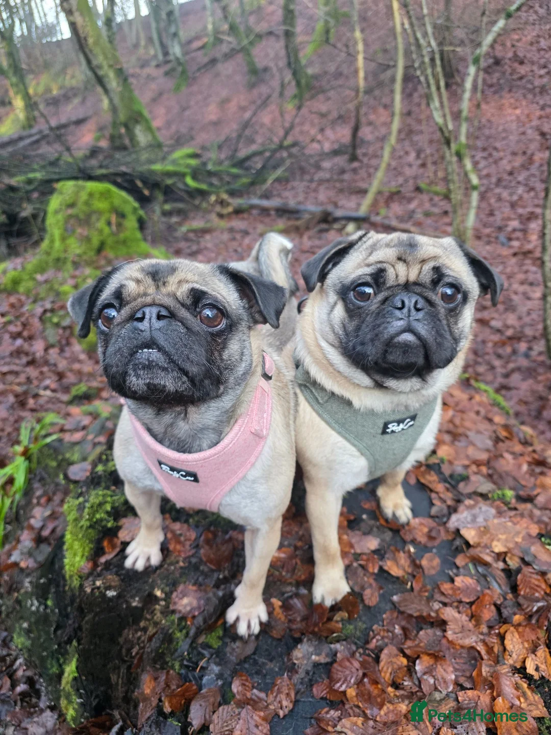 Pug dogs for sale: One Male Pug Puppy  in Blairgowrie - Advert 6