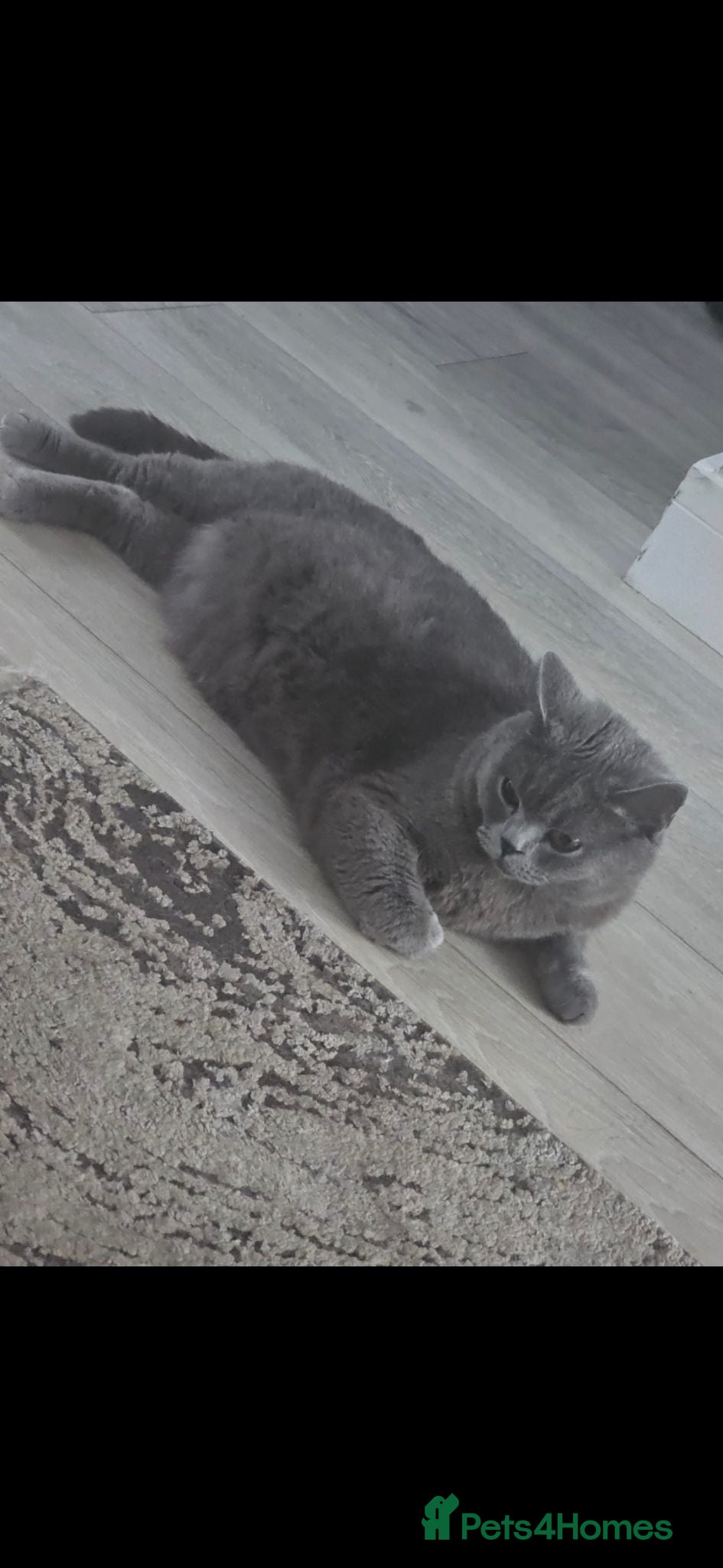British Shorthair cats British short hair colour point - Advert 2