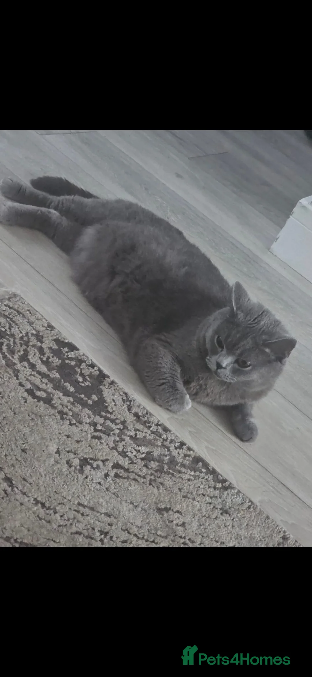 British Shorthair cats for sale: British short hair colour point - Advert 1