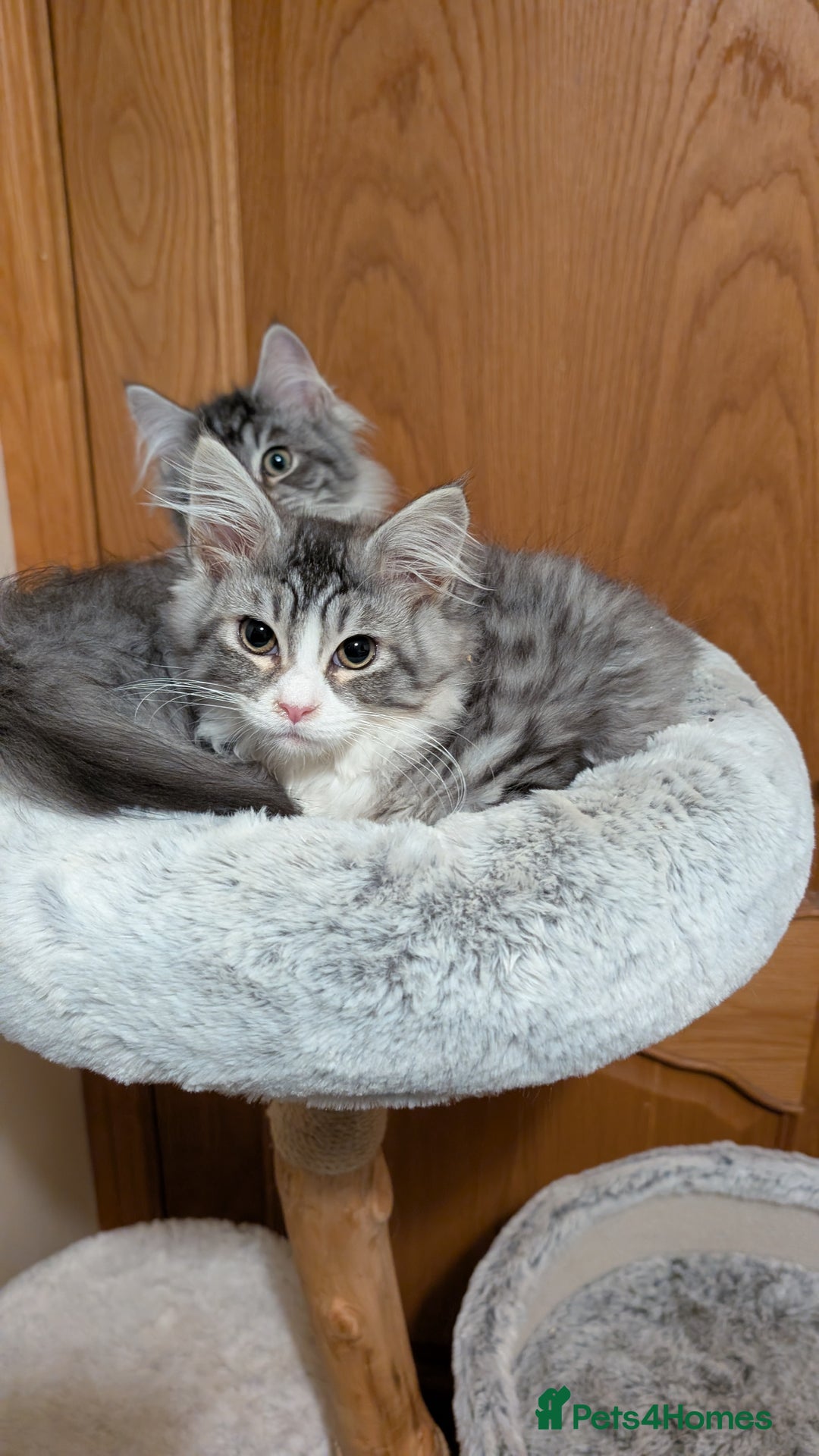 Maine Coon cats for sale: Maine Coon pedigree kittens  - Advert 3