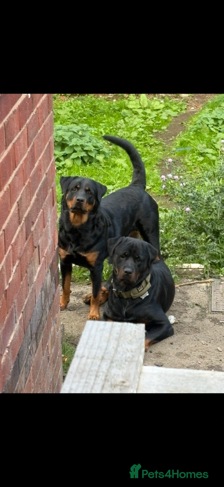 Rottweiler dogs 🐾 Rottweiler Puppies Expected Late Nov 2026 🖤🤎 - Advert 3