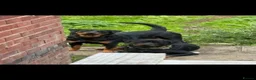 Rottweiler dogs for sale: 🐾 Rottweiler Puppies Expected Late Nov 2026 🖤🤎 in Sheffield - Advert 1