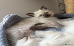 Ragdoll cats for sale: Stunning Ragdoll kittens ready for forever home - Image 5