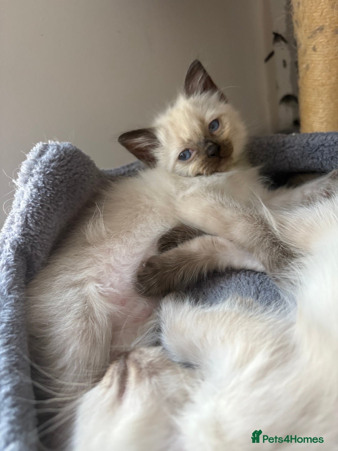 Ragdoll cats for sale: Stunning Ragdoll kittens ready for forever home - Image 5