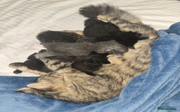 Nebelung cats for sale: 5 stunning nebelung kittens for sale.  - Image 12