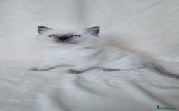 Ragdoll cats for sale: Ragdoll kittens for sale - Image 8