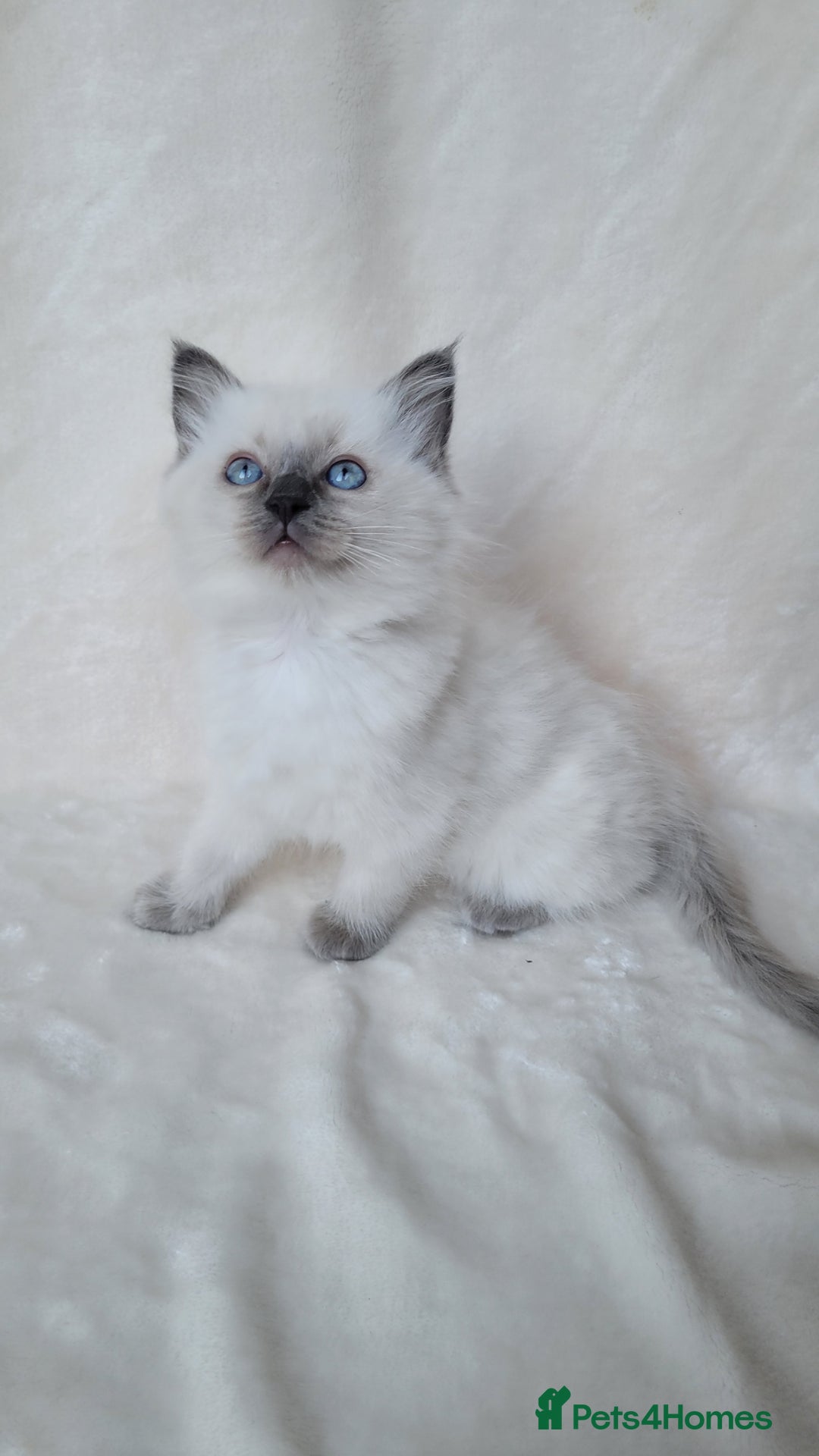 Ragdoll cats for sale: Ragdoll kittens for sale - Image 8