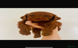 Cockapoo dogs for sale: Beautiful f1b chocolate and red cockapoo pups 🐶  - Image 10