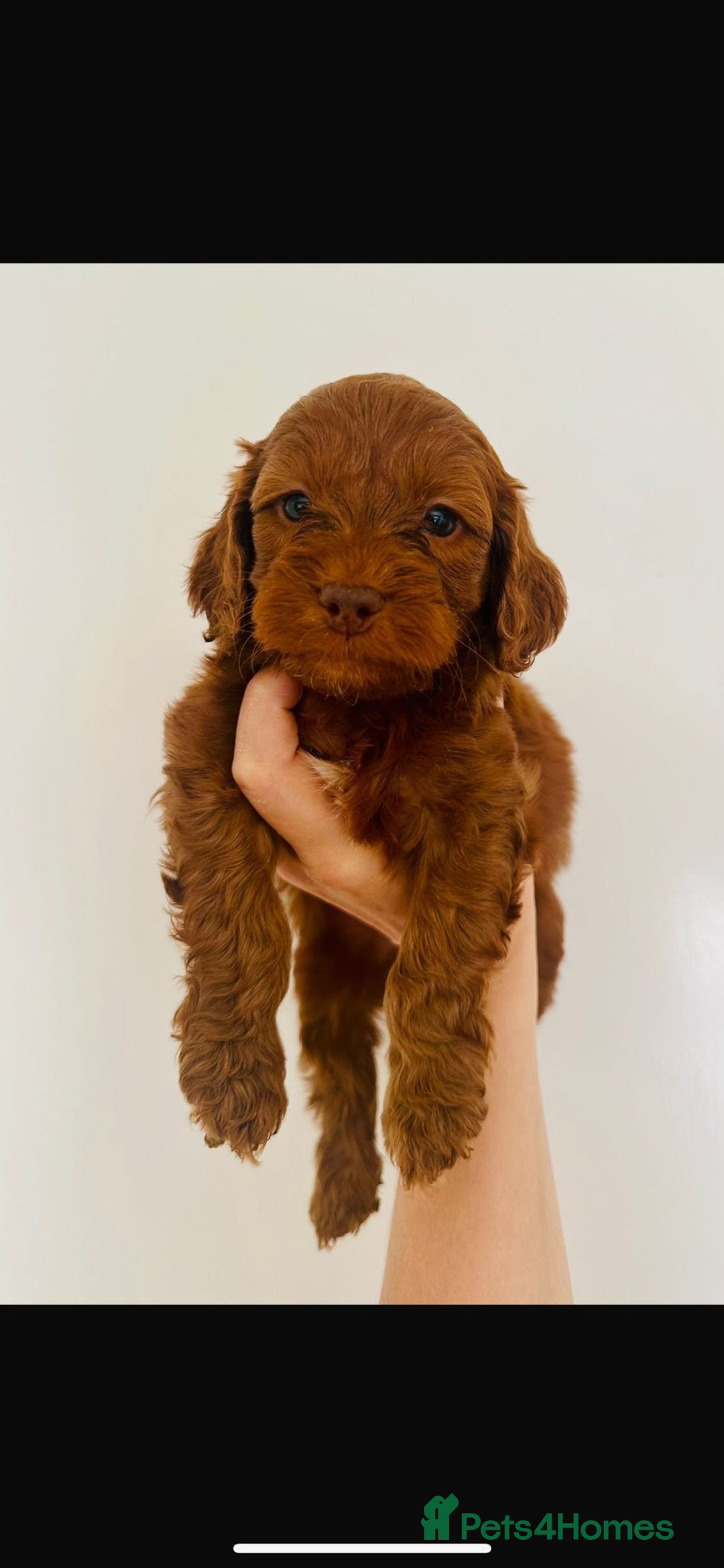 Cockapoo dogs for sale: Beautiful f1b chocolate and red cockapoo pups 🐶  - Image 10