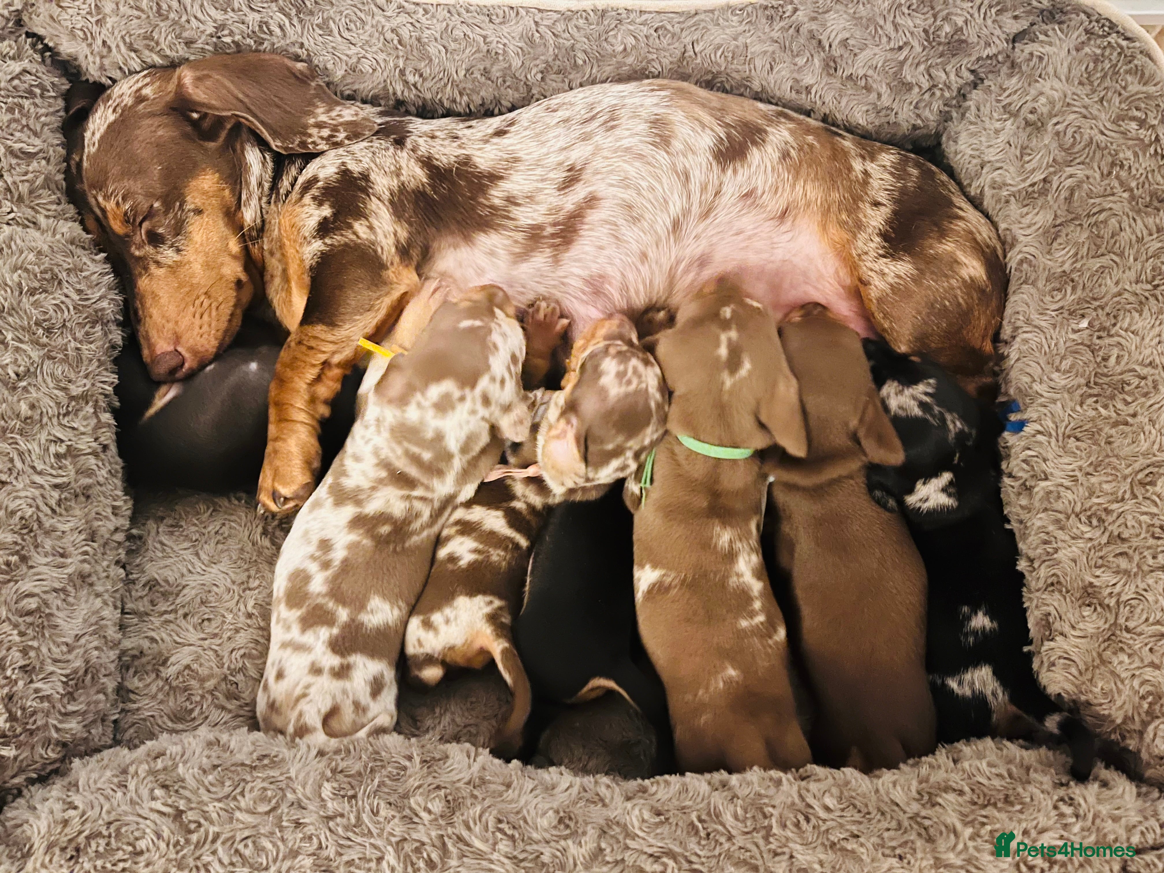 Miniature Dachshund dogs 7 mini dachshunds Exeter Devon  - Advert 3