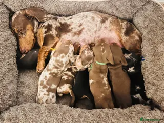 Miniature Dachshund dogs 7 mini dachshunds Exeter Devon - Advert 3